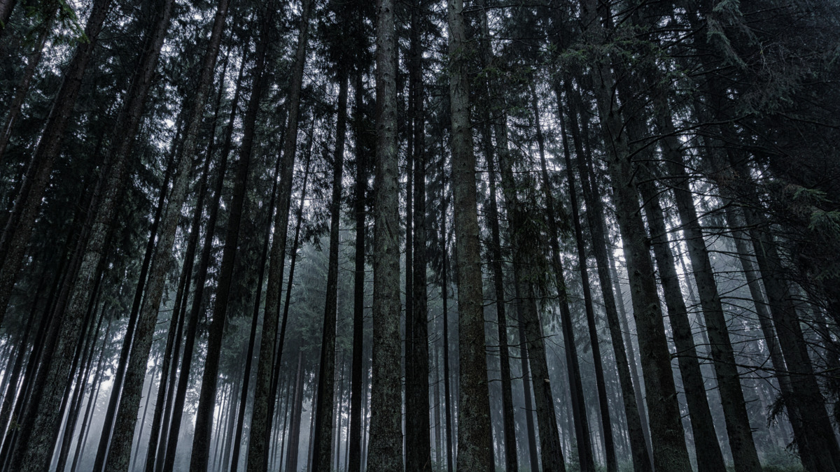 Dark Forest